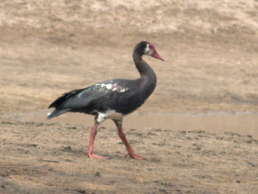 Spur-winged  Goose